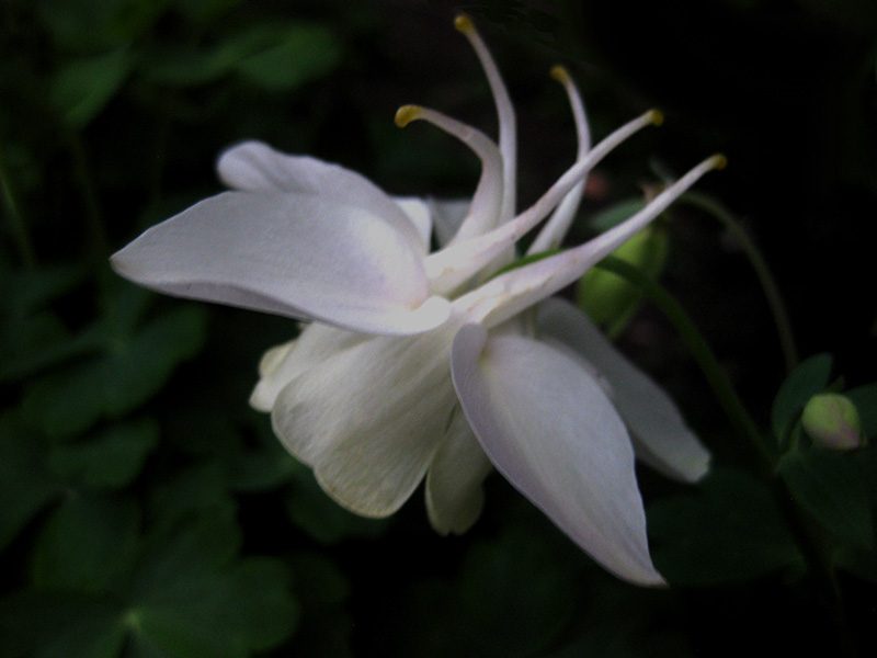 Blüte der weißen Akelei