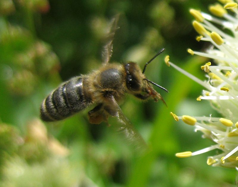 Makro Biene im Anflug auf Blüte