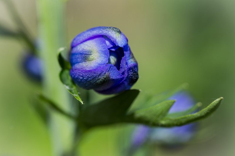 Geschlossene Blüte des blauen Rittersporns