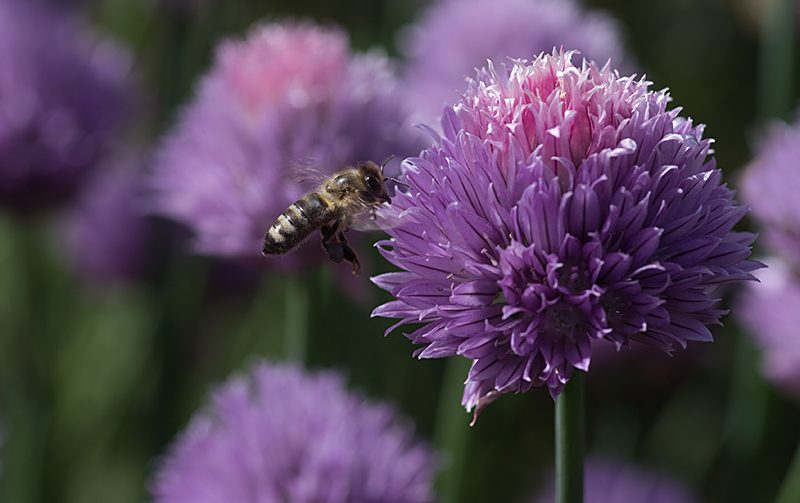 Makro Blüte vom Schnittlauch mit Biene