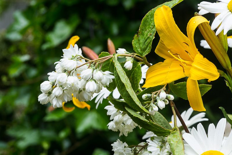 Gelbe Lilie und weiße Blumen