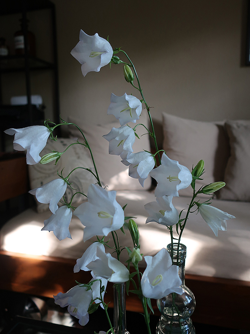 Glockenblume Campanula weiße Blumen
