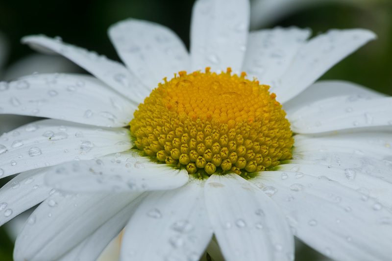 Blüte der weißen Margerite mit Regentropfen