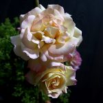 zwei Blüten der Gloria Dei Rose