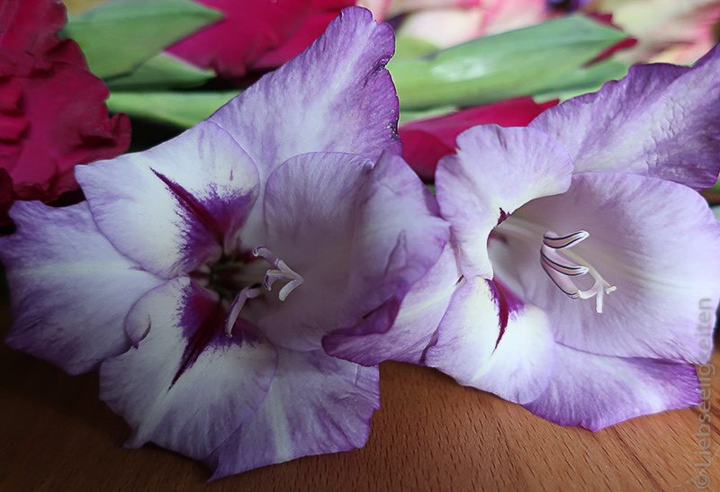 Blumen - Gladiolen - Blüten - lila Gladiolenblüten