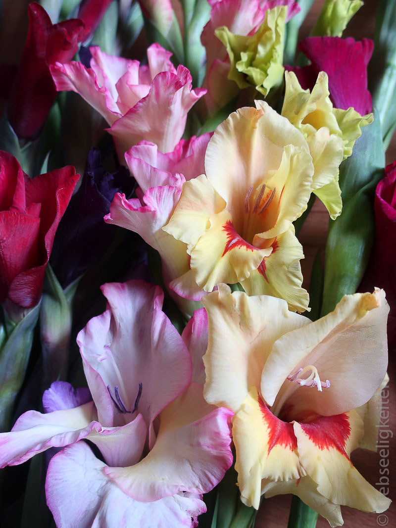 Blüten - Gladiolen