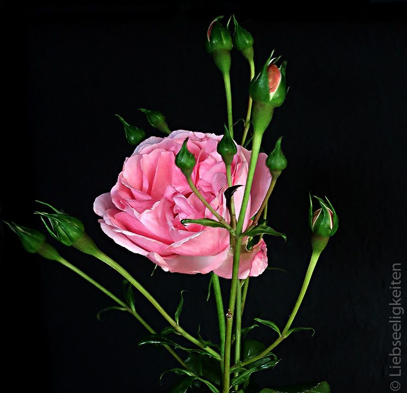 Geöffnete Blüte einer Rose und Rosenknospen - Rose - Rosenblüte