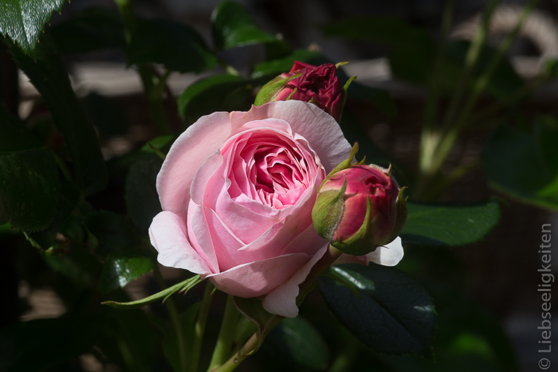Rose - Rosenblüten der Kletterrose Giardina