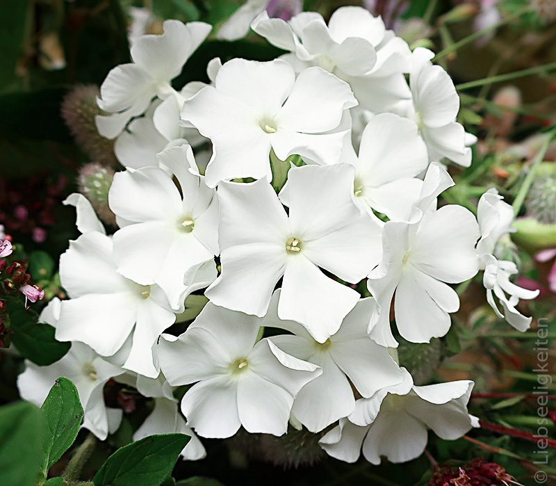 Blüte weißer Phlox