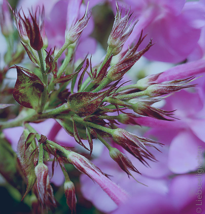 Blüten rosa Phlox - Blütenstengel