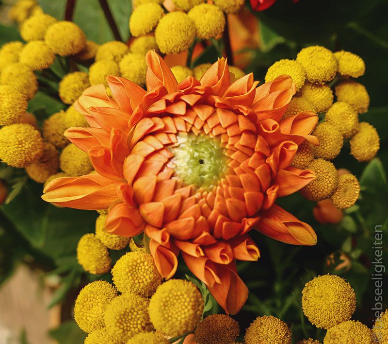 Orange Dahlie mit Rainfarn - Ein Blumenstrauß in Gelb und Orange