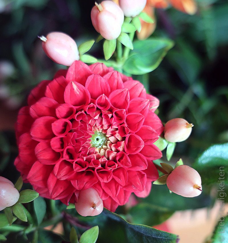 Rote Dahlie - Dahlienblüte