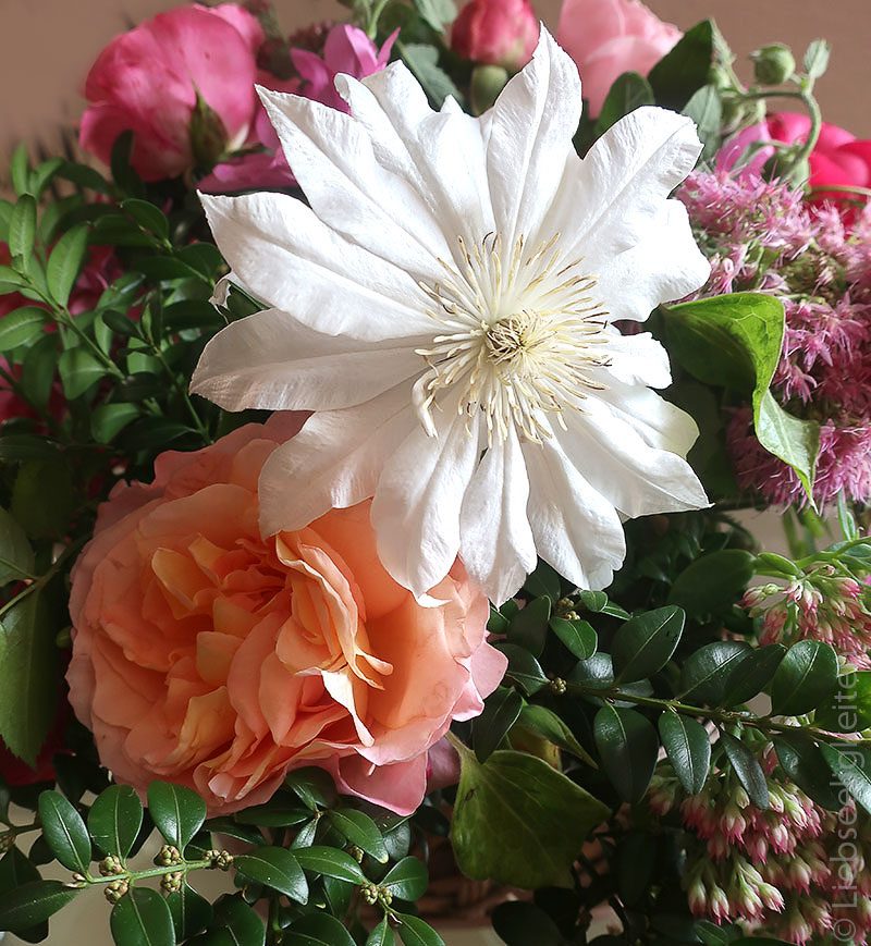 Blüte der Clematis Arctic Queen und der Rose Aprikola