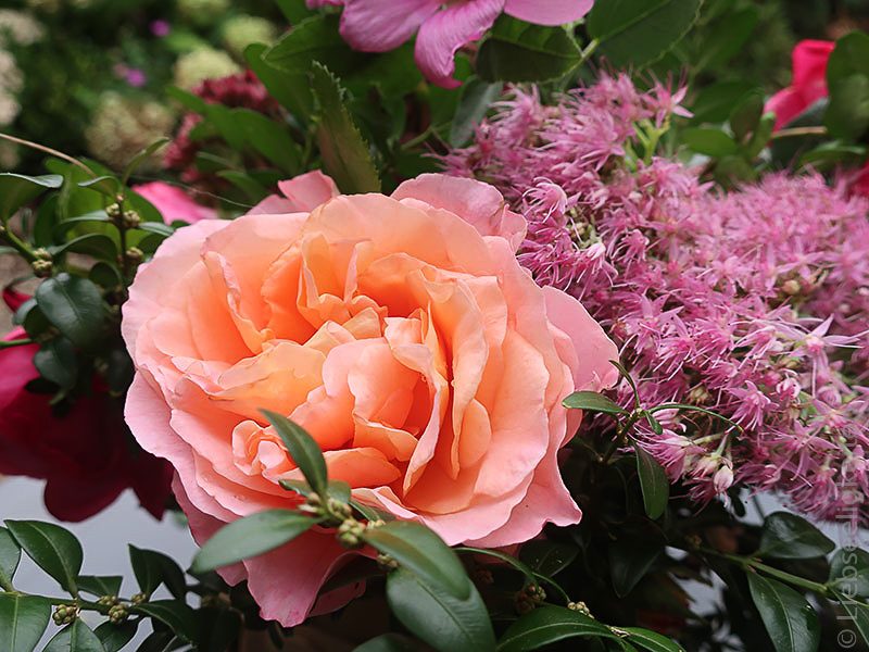 Blüte der Rose Aprikola und Fette Henne