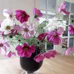 Blumenstrauß aus Cosmea - Schmuckkörbchen