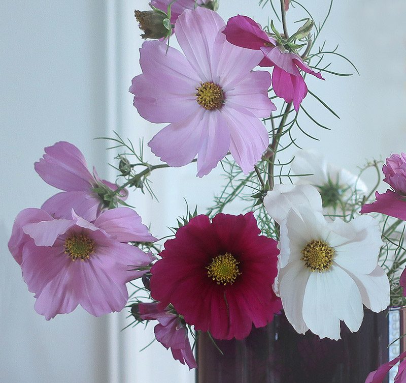 Blüten der Cosmea - Schmuckkörbchen