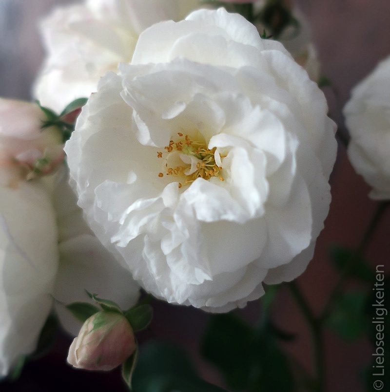 Rosenblüte - weiße Rosenblüte - Rose Schneewittchen