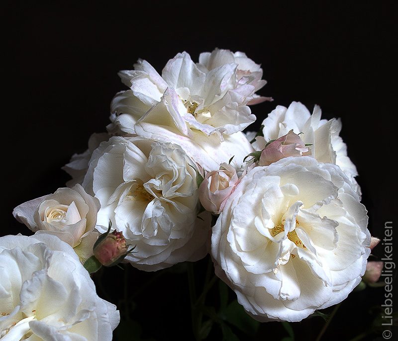 weiße Rosen - Rose Schneewittchen
