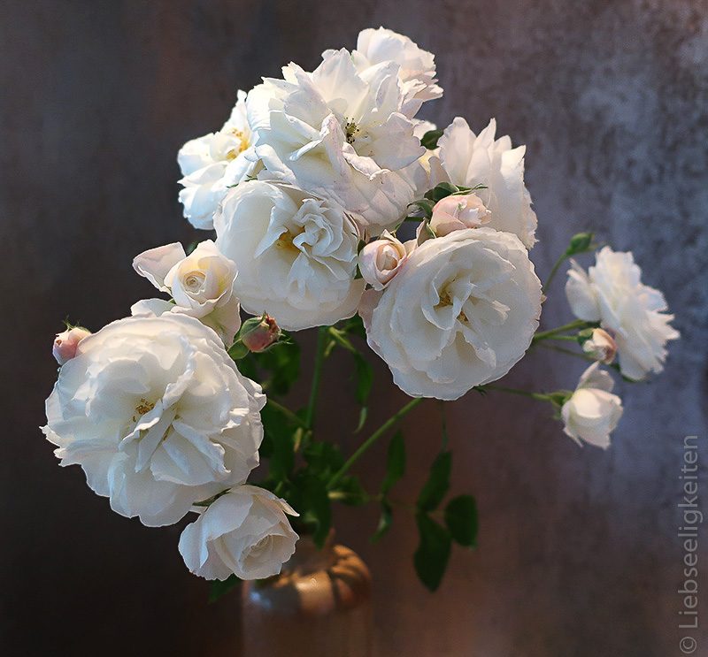 weiße Rosen vor dunklem Hintergrund