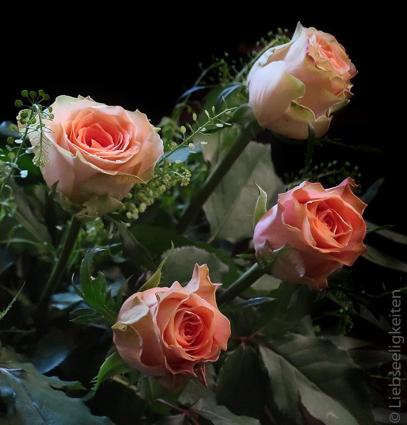 4 Rosen - rosenblüten - edelrosen