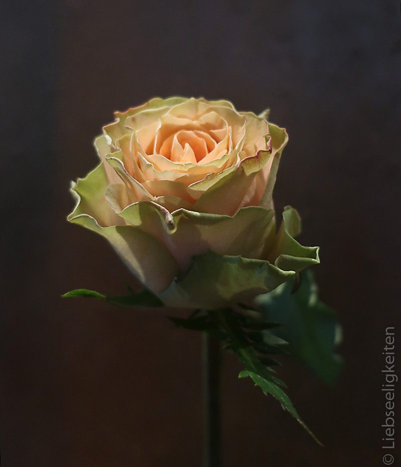 Rose - Rosenblüte - lachsfarbene Rose - edelrose