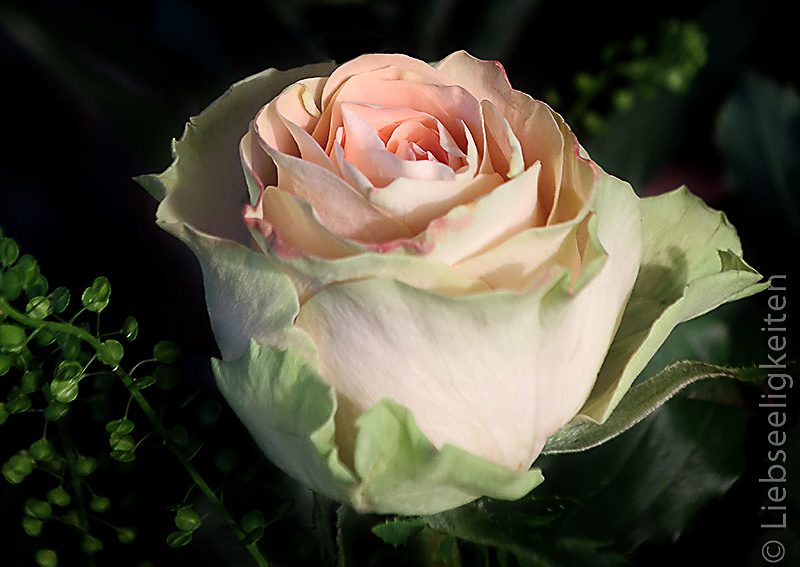 rosenblüten---blumen---edelrose---lachsfarbene-Rose