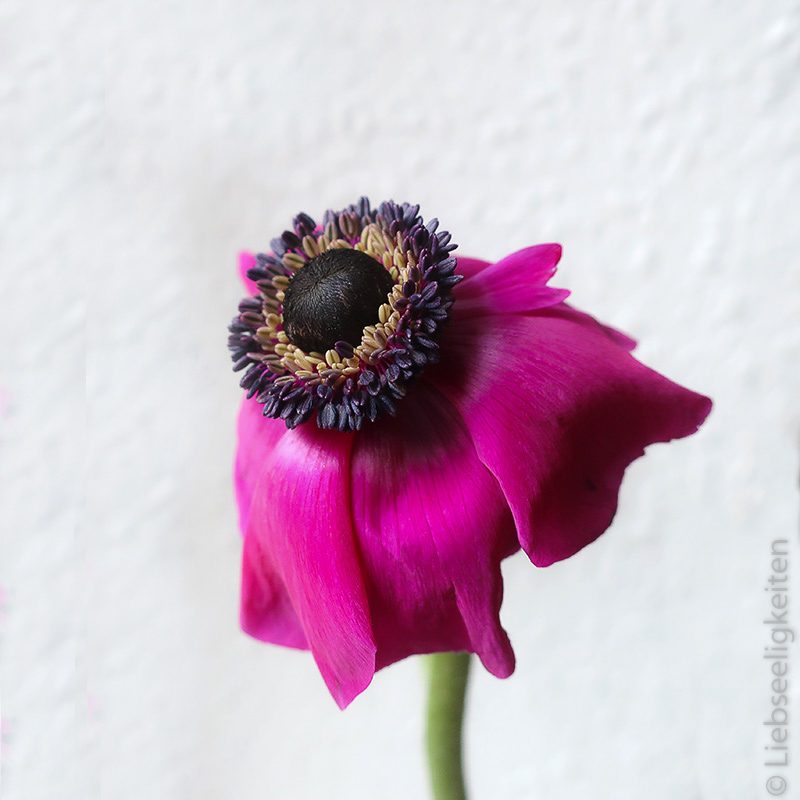 anemone - blüte