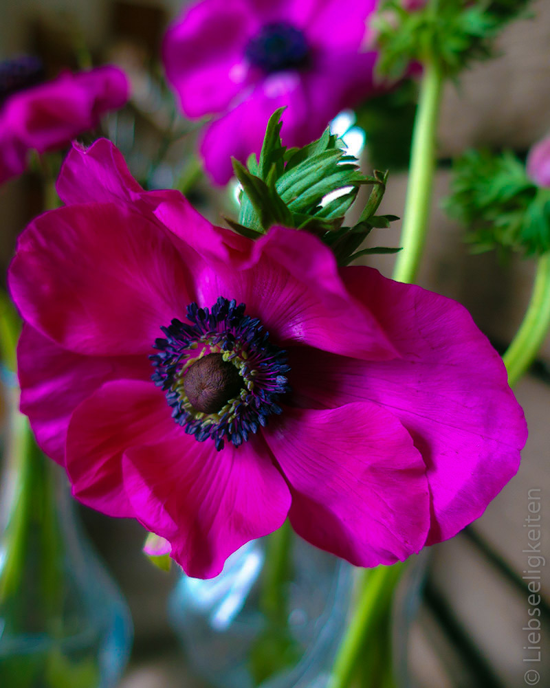 pinke anemonen - anemonenblüte