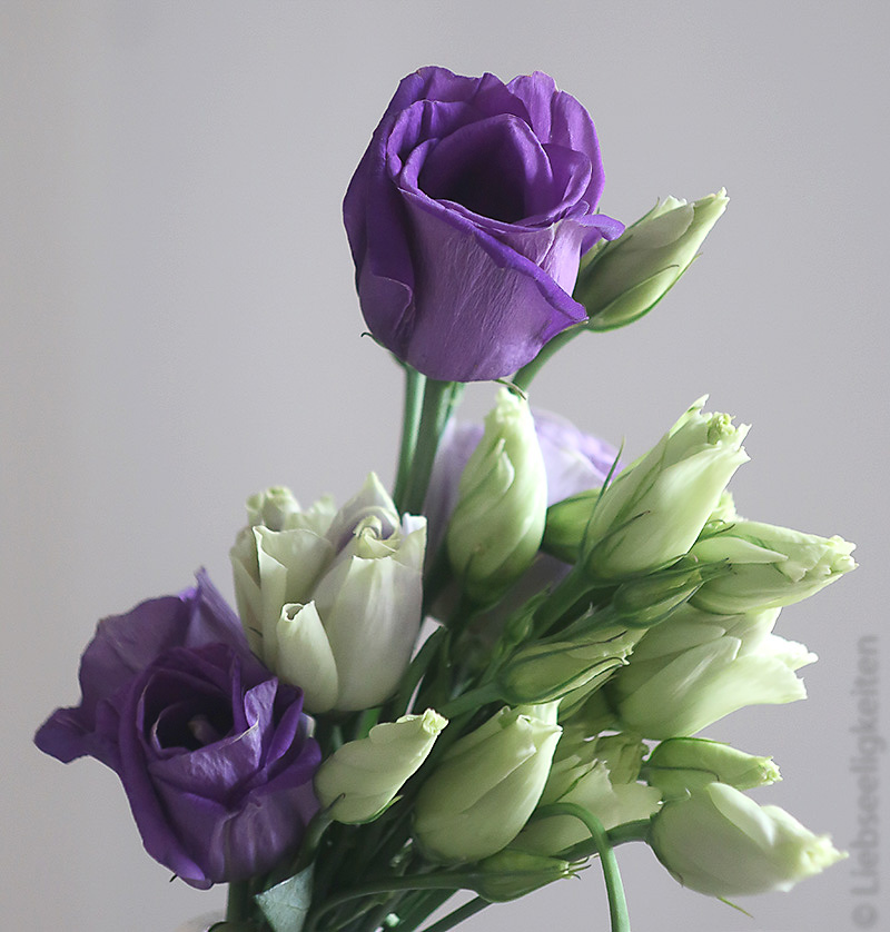 violetter Prärieenzian mit vielen geschlossenen Blüten