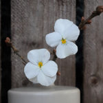 Hornveilchen - weiße Blüten von Hornveilchen