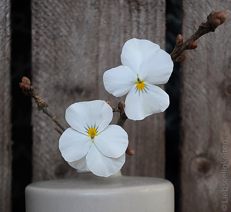 Hornveilchen - weiße Blüten von Hornveilchen