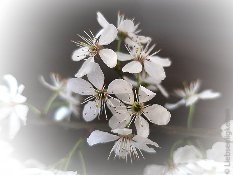 Blüten des Schlehdorns