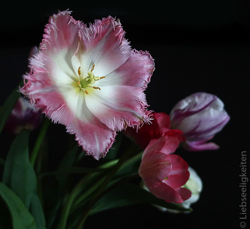 Tulpenblüte mit ausgefranstem Rand- rosa weiße Fransen Tulpe - ausgefranste Tulpe