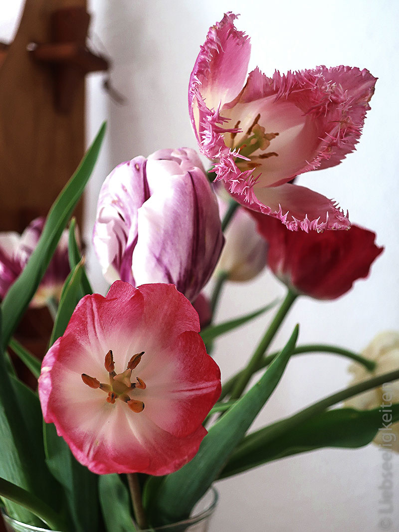 verschiedene Tulpenblüten - Tulpe mit ausgefranstem Rand - Rembrandt Tulpe