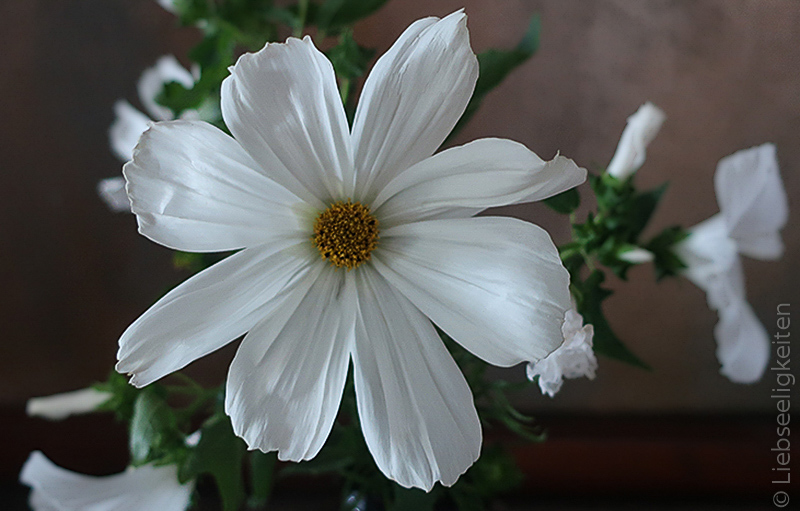 Blüte einer weißen Cosmea - Schmuckkörbchen