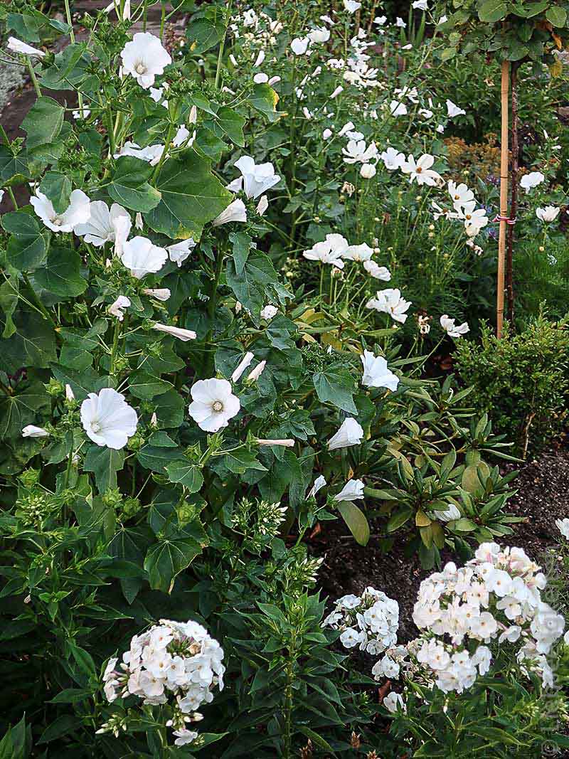 weiße Blumen im Garten