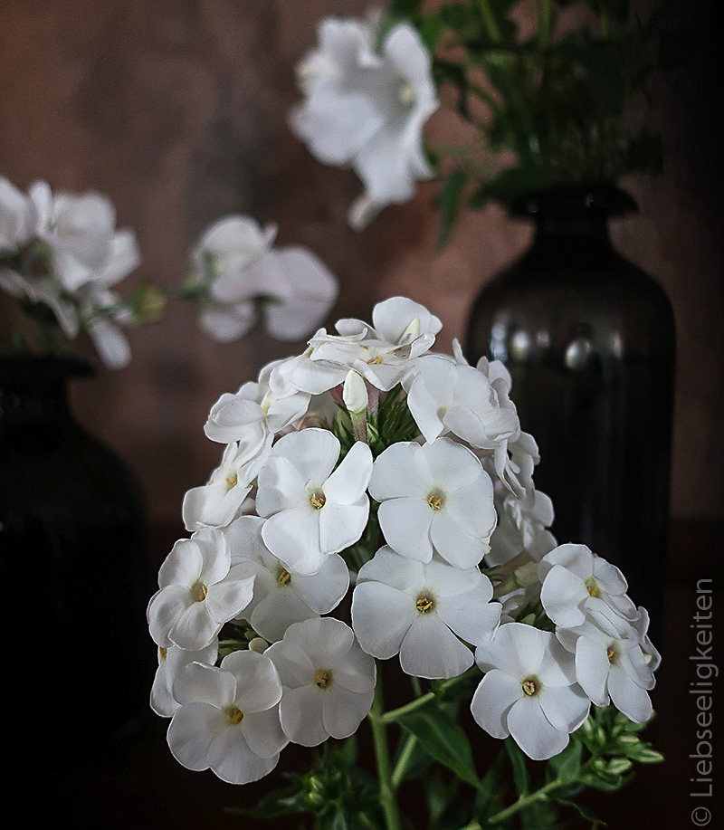 weiße Phlox - weiße Blüte der Flammenblume