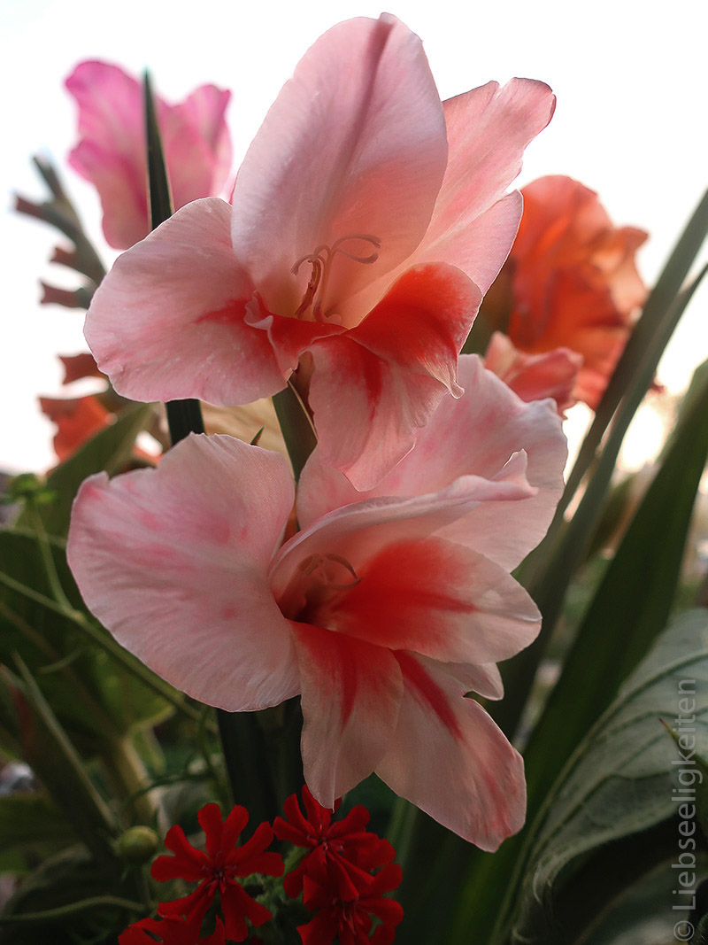 Gladiolen - zweifarbige Blüte der Gladiole