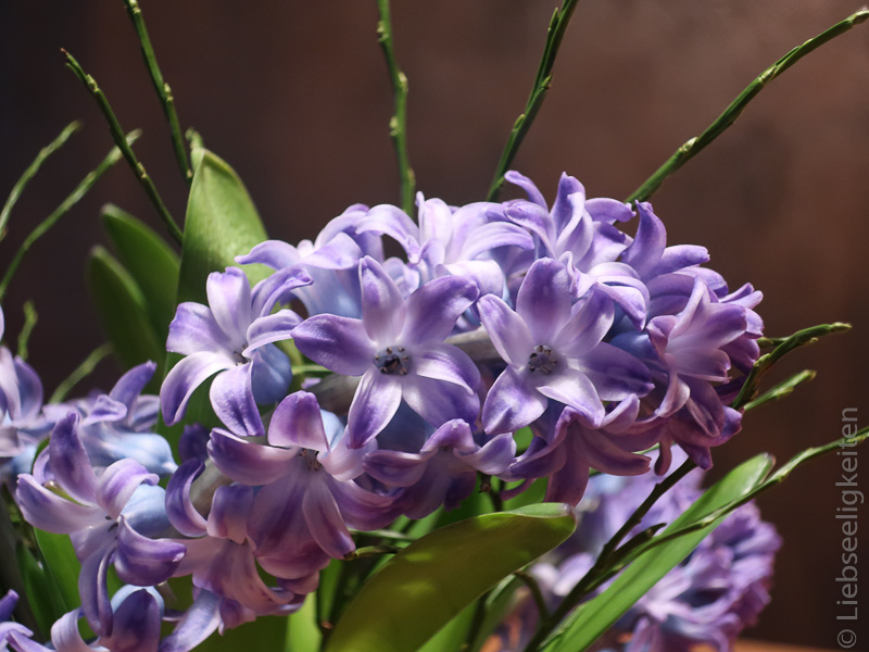 Hyazinthe - blauviolette Hyazinthenblüte