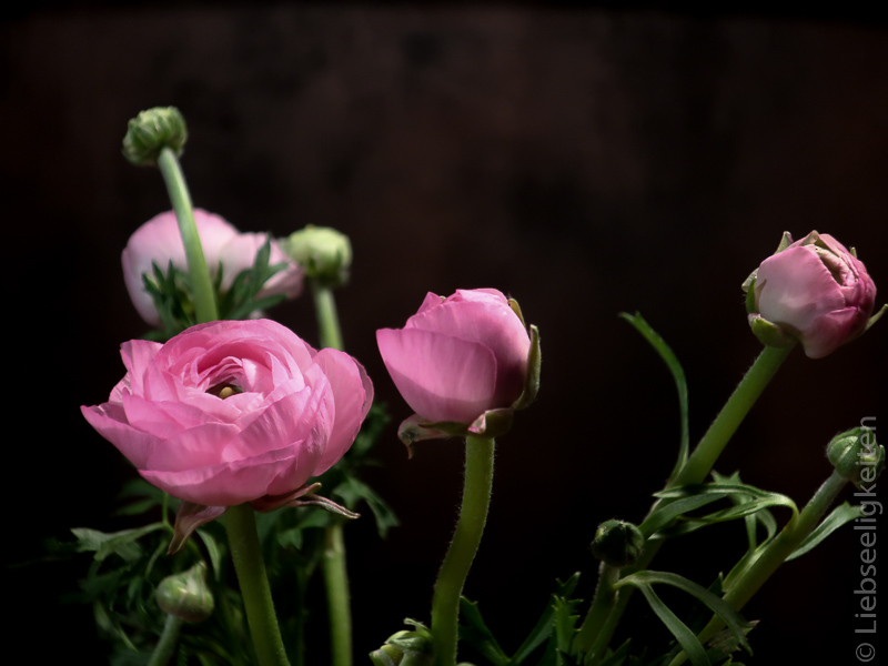 Blüten der Ranunkeln - rosa ranunkelblüten - ranunkeln