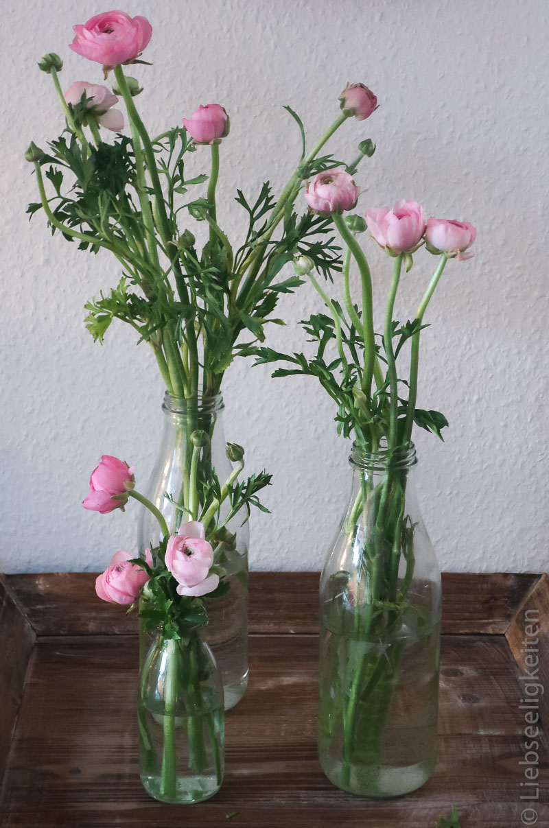 Ranunkeln - rosa Ranunkeln - Ranunkeln in der Vase
